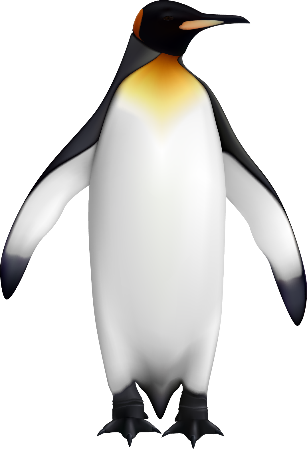 Side View Of Penguin, HD Png Download PNG with transparent background