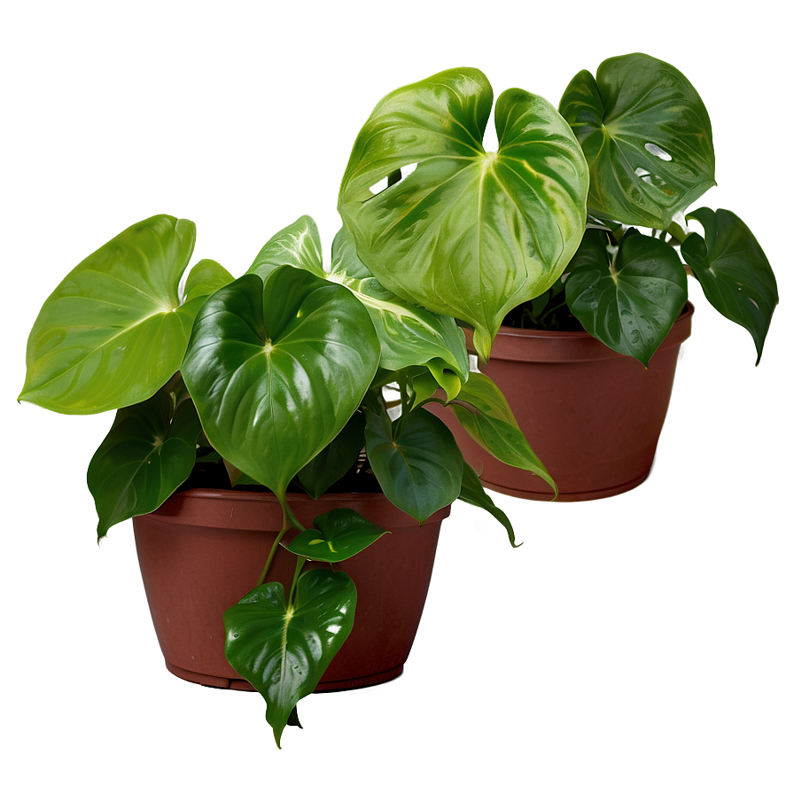 Signs Of Overwatered Pothos Png Gjp1