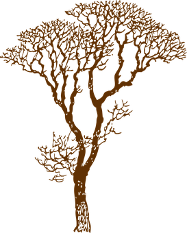 Silhouetted African Acacia Tree