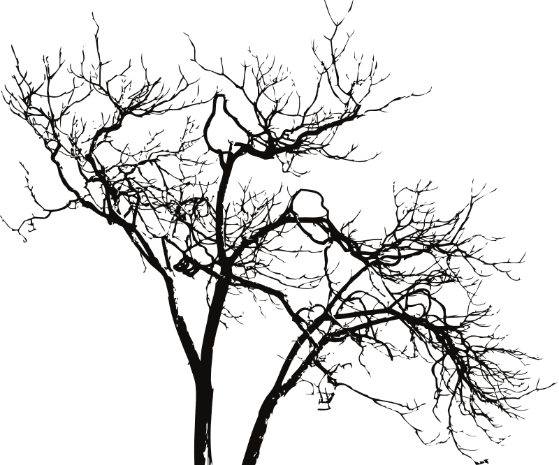 Silhouetted Bare Tree Branches PNG with transparent background