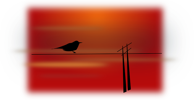 Silhouetted Birdon Wireat Sunset