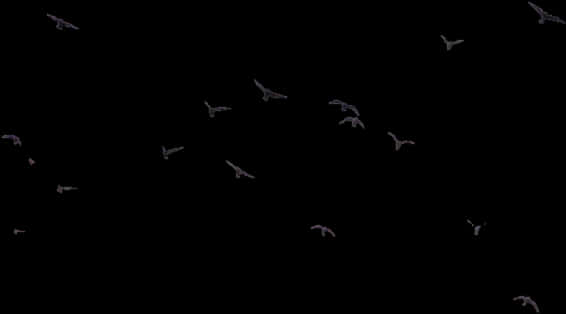 Silhouetted Birdsin Night Sky