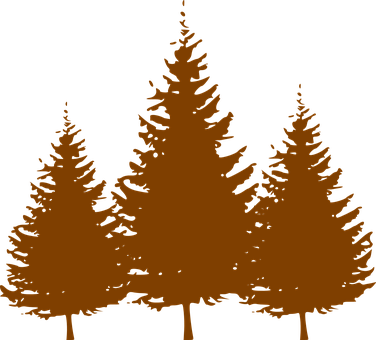 Silhouetted Pine Trees Graphic PNG with transparent background