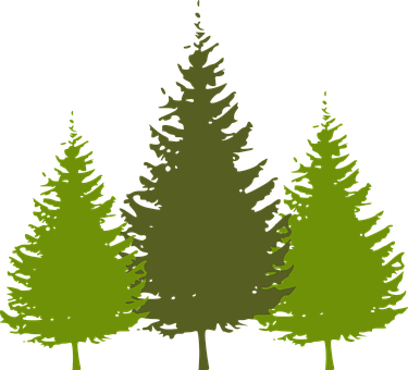 Silhouetted Pine Trees Graphic PNG with transparent background