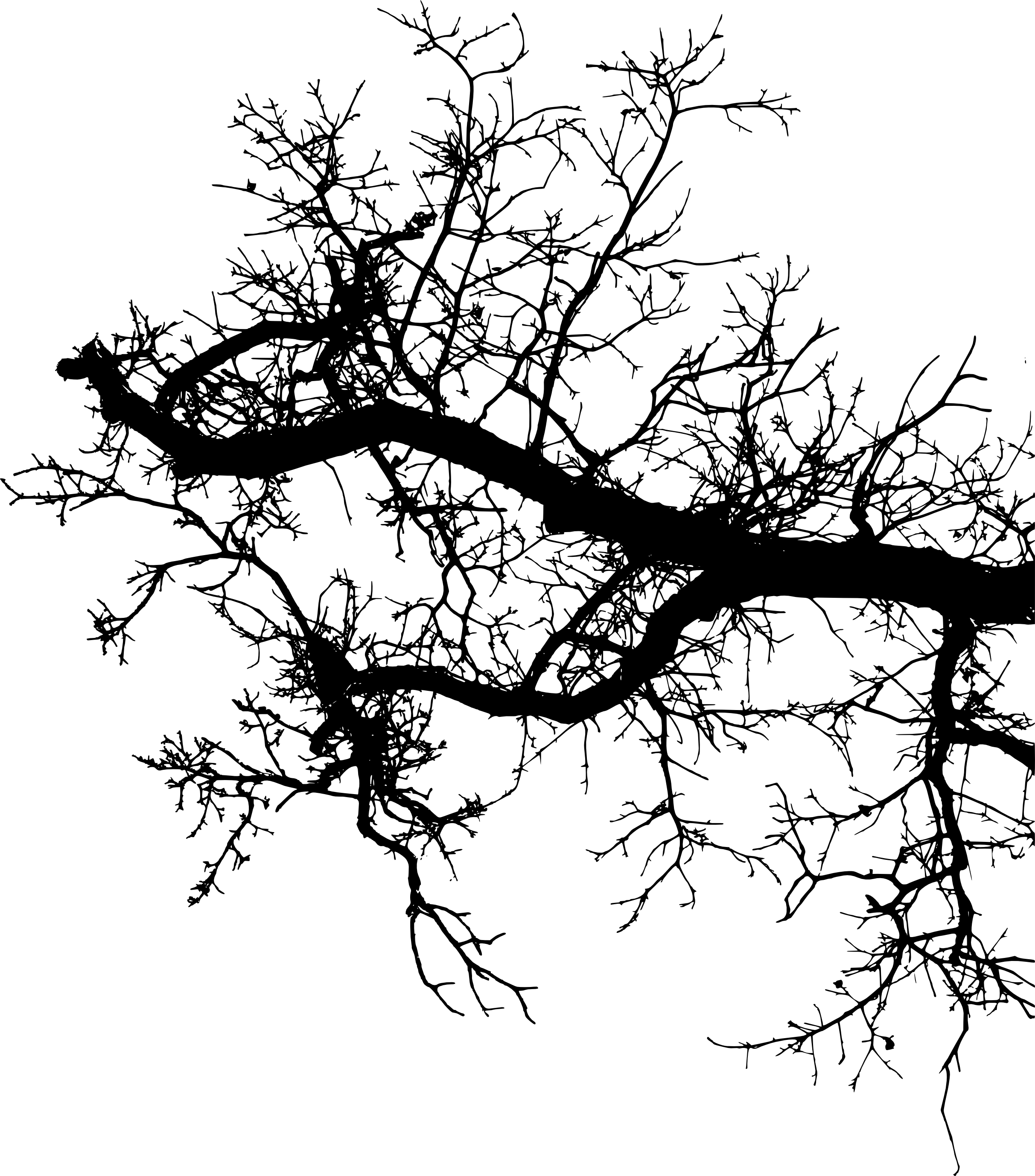 Silhouetted Tree Branches PNG with transparent background