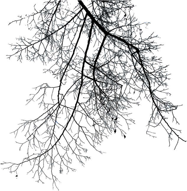 Silhouetted Tree Branches Night Sky PNG with transparent background
