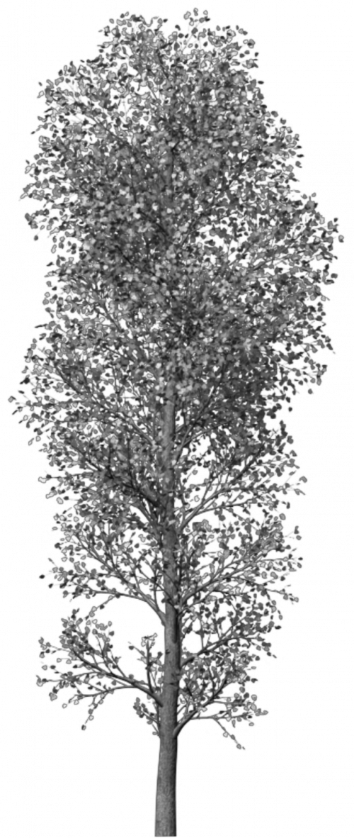 Transparent Photoshop Tree Png - Brush Tree Photoshop Png, Png Download PNG with transparent background