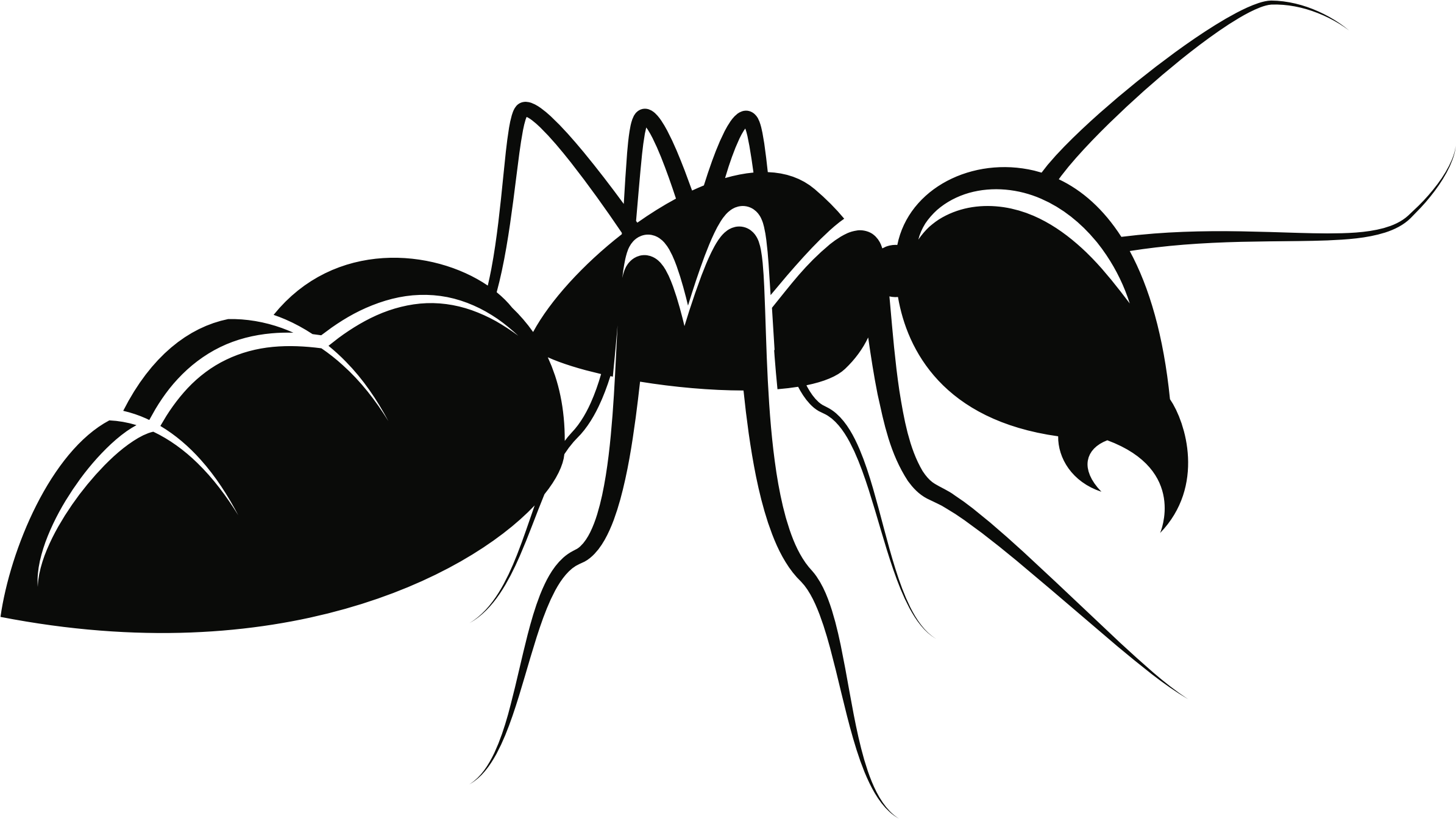 Line Clipart Ant - Ant Clipart, HD Png Download PNG with transparent background