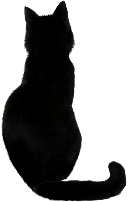 Silhouetteof Black Cat