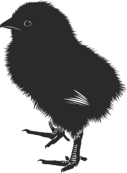 Silhouetteof Chick PNG image with a transparent background, free high-resolution download