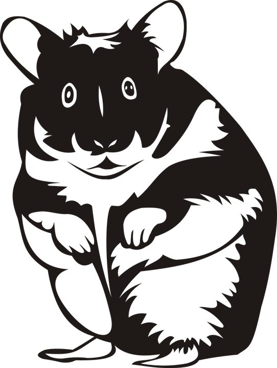 Hamster, Rodent, Mammal, Animal, Pet, No Background, HD Png Download PNG with transparent background