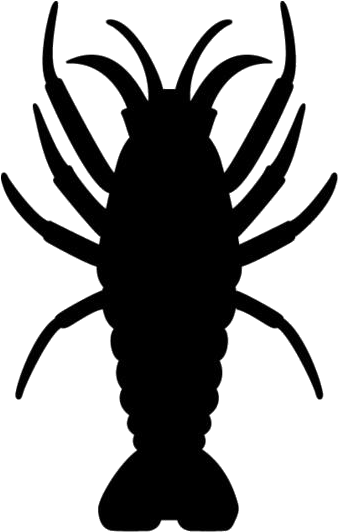 Shrimp Png Background Hd - Shrimp, Transparent Png PNG with transparent background