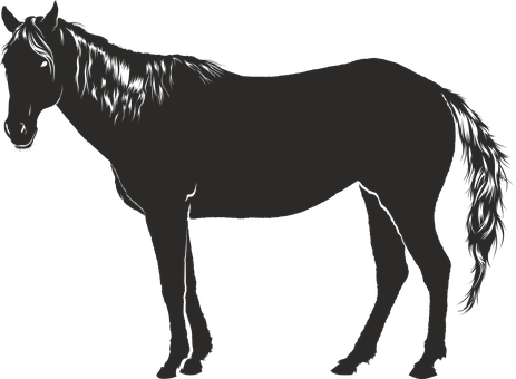 Silhouetteof Standing Horse