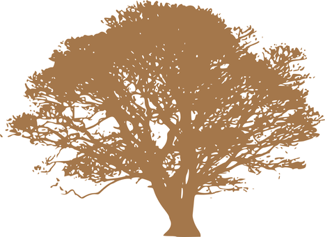 Silhouetteof Treeon Dark Background.jpg