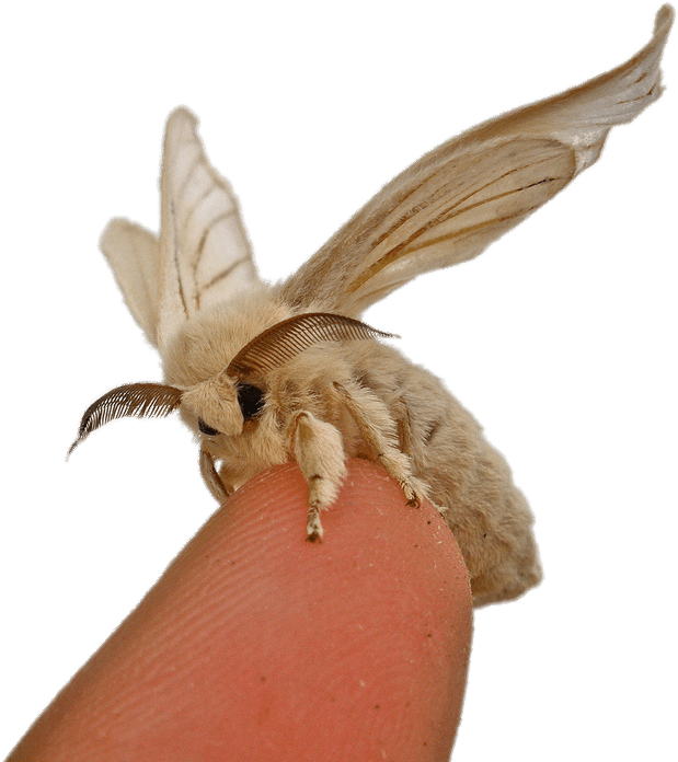 Silkworm Moth On Fingertip - Bombyx Mori Silk Moth, HD Png Download PNG with transparent background