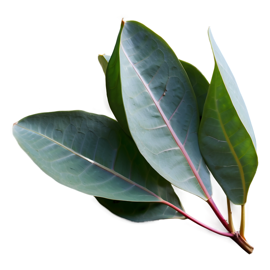 Silver Dollar Eucalyptus PNG 05242024 PNG image with a transparent background, free high-resolution download
