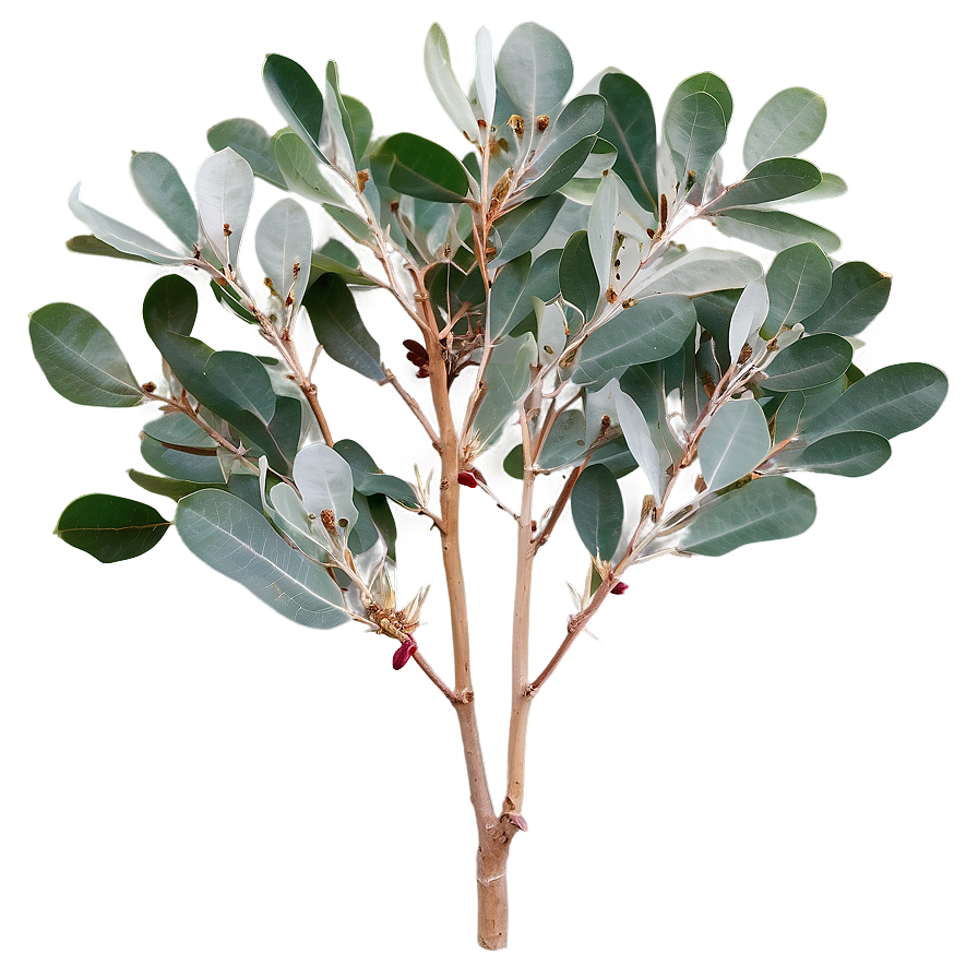 Silver Dollar Eucalyptus PNG 46 PNG image with a transparent background, free high-resolution download
