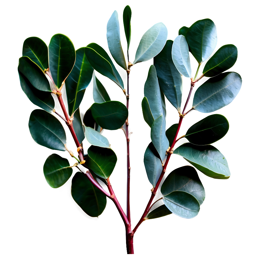 Silver Dollar Eucalyptus PNG 77 PNG image with a transparent background, free high-resolution download