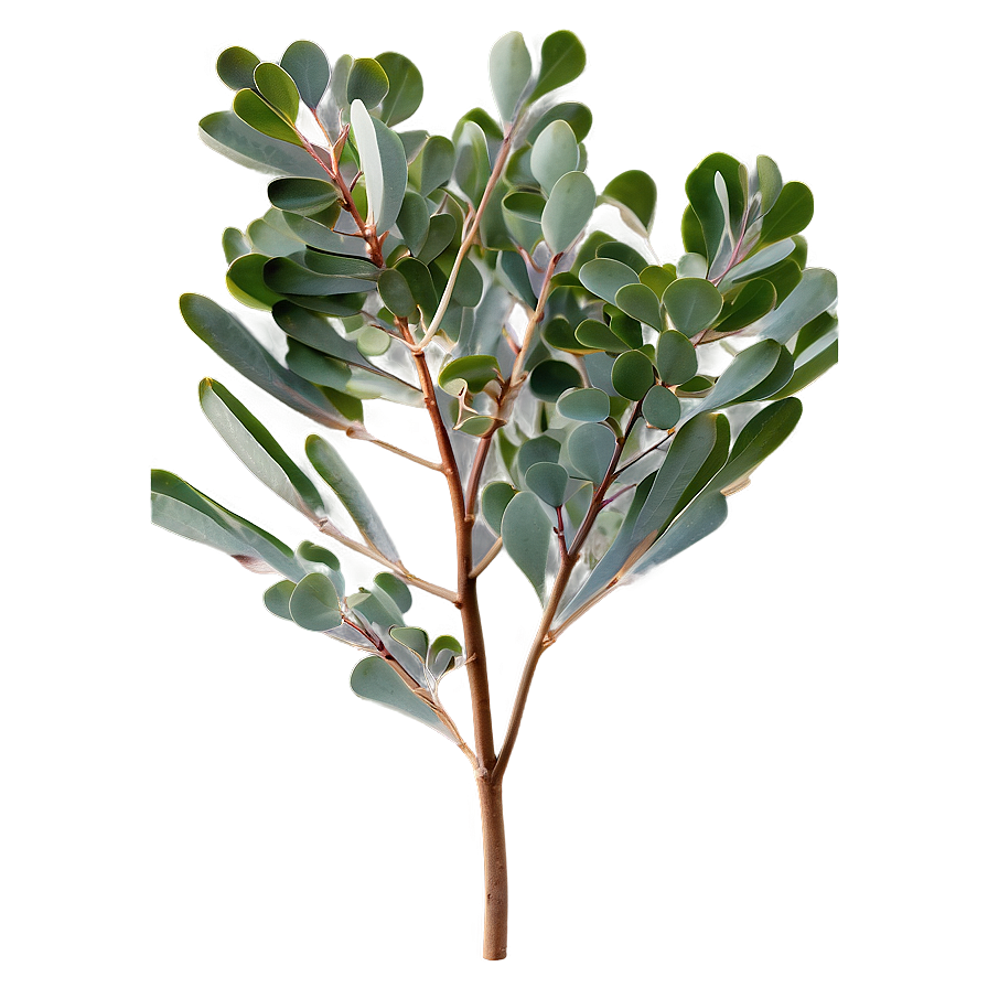 Silver Dollar Eucalyptus Png Ngy