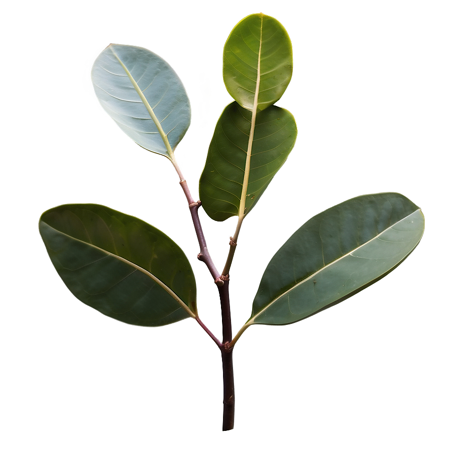 Silver Dollar Eucalyptus Png Qgr