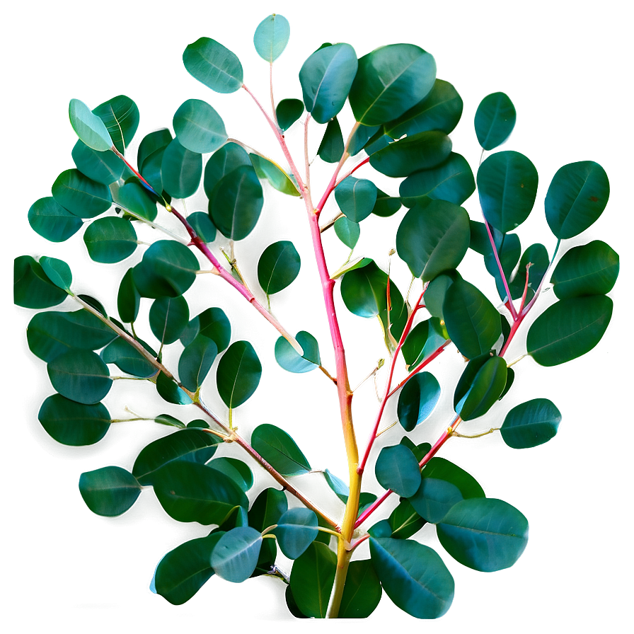 Silver Dollar Eucalyptus PNG xbu34 PNG image with a transparent background, free high-resolution download