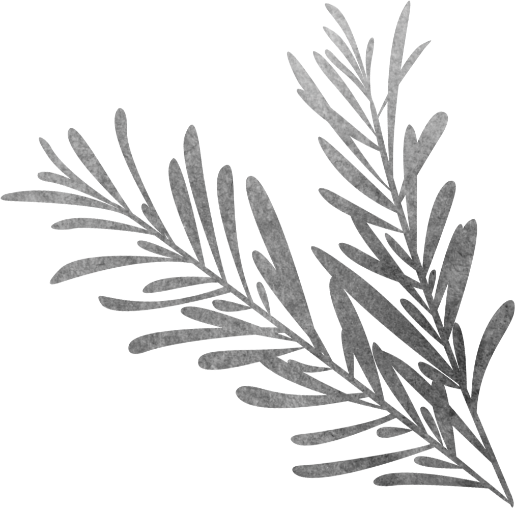 Vector Library Black And White Sketch Biological Grass - Rosemary Black And White Png, Transparent Png PNG with transparent background