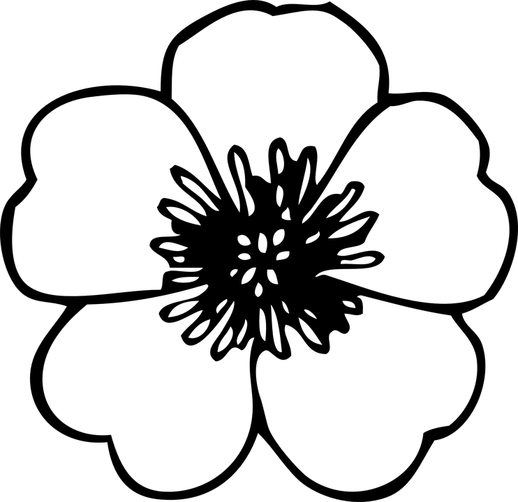 Ranuncula Clipart Flower Drawing - Line Drawing Of Flower, HD Png Download PNG with transparent background