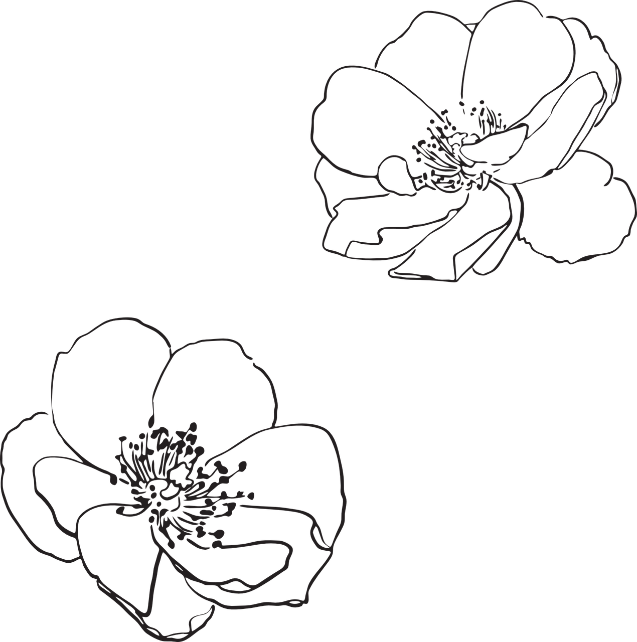 Wild Rose Flower Line Drawing, HD Png Download PNG with transparent background