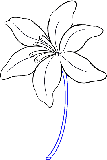 Lily Flower Drawing Easy, HD Png Download PNG with transparent background