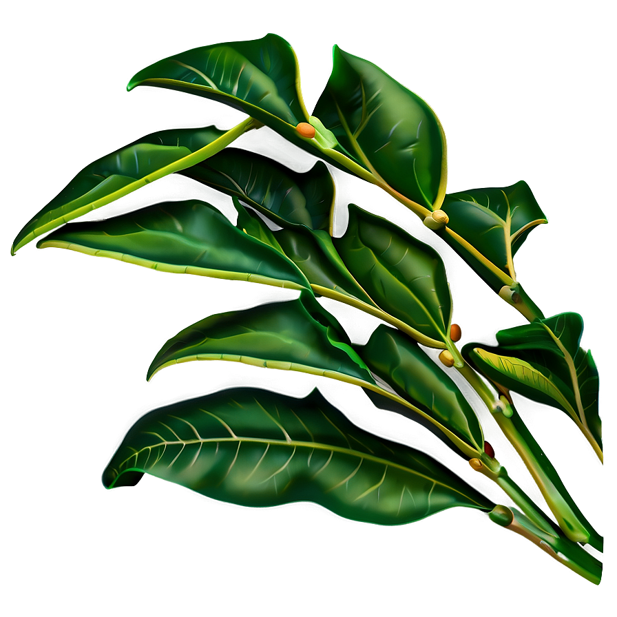 Simple Plant Leaves PNG 06232024 PNG with transparent background