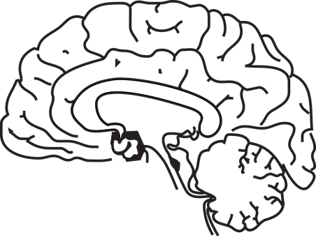 Simplified Brain Illustration PNG with transparent background
