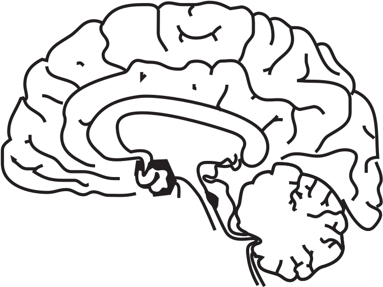 Simplified Brain Line Art