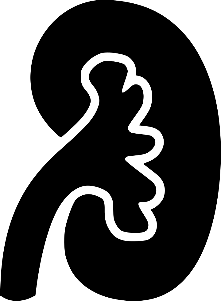 Transparent Kidney Png - Kidney Png In Black, Png Download PNG with transparent background