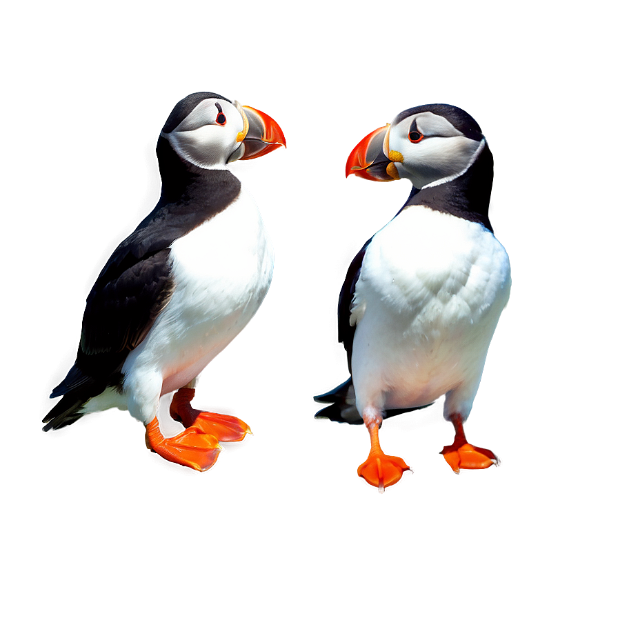 Simplified Puffin Icon Png 97