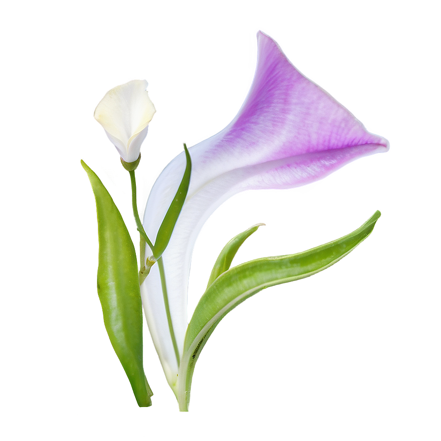 Sincere Sweet Pea Png 06202024