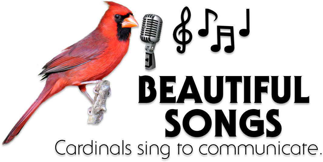 Singing Cardinal Beautiful Songs