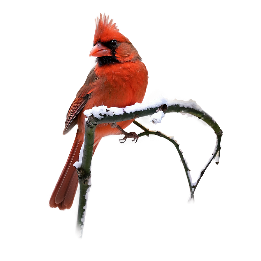 Singing Cardinal Png 05242024