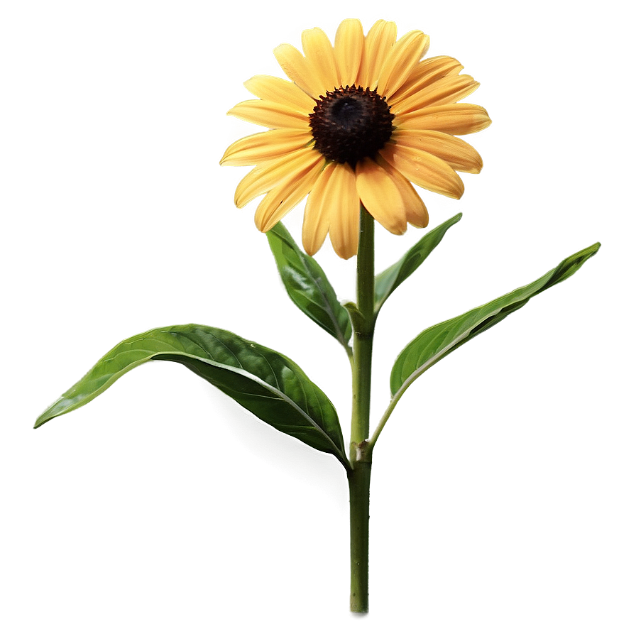 Single Black Eyed Susan Bloom Png 91