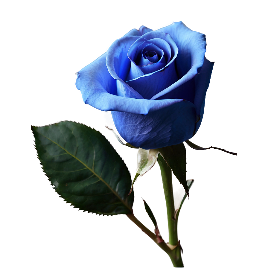 Single Blue Rose Png Yne65