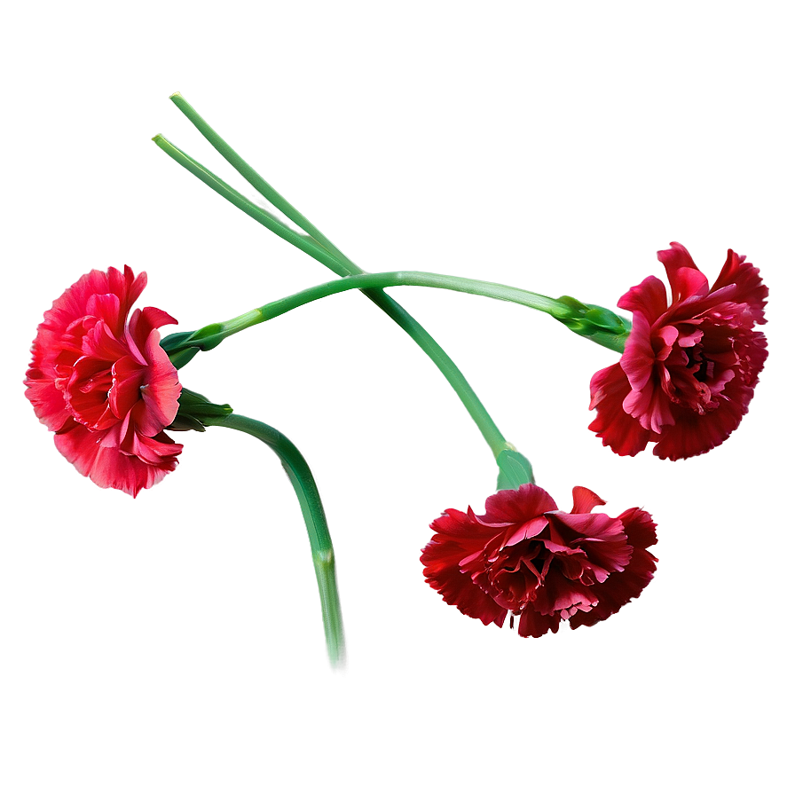 Single Carnation Stem Png Ahe21