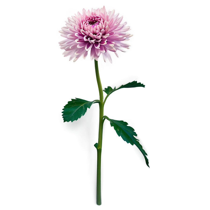 Single Chrysanthemum Stem Png Jbe68