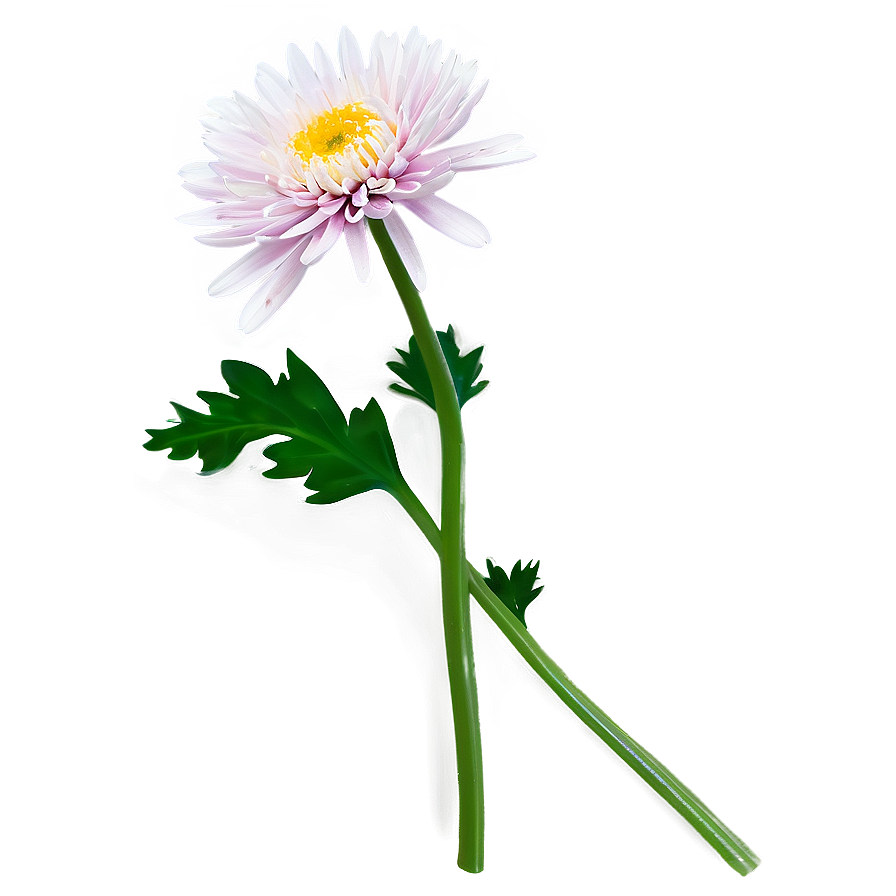 Single Chrysanthemum Stem Png Xff