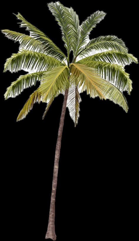 Single Coconut Tree Isolated Background