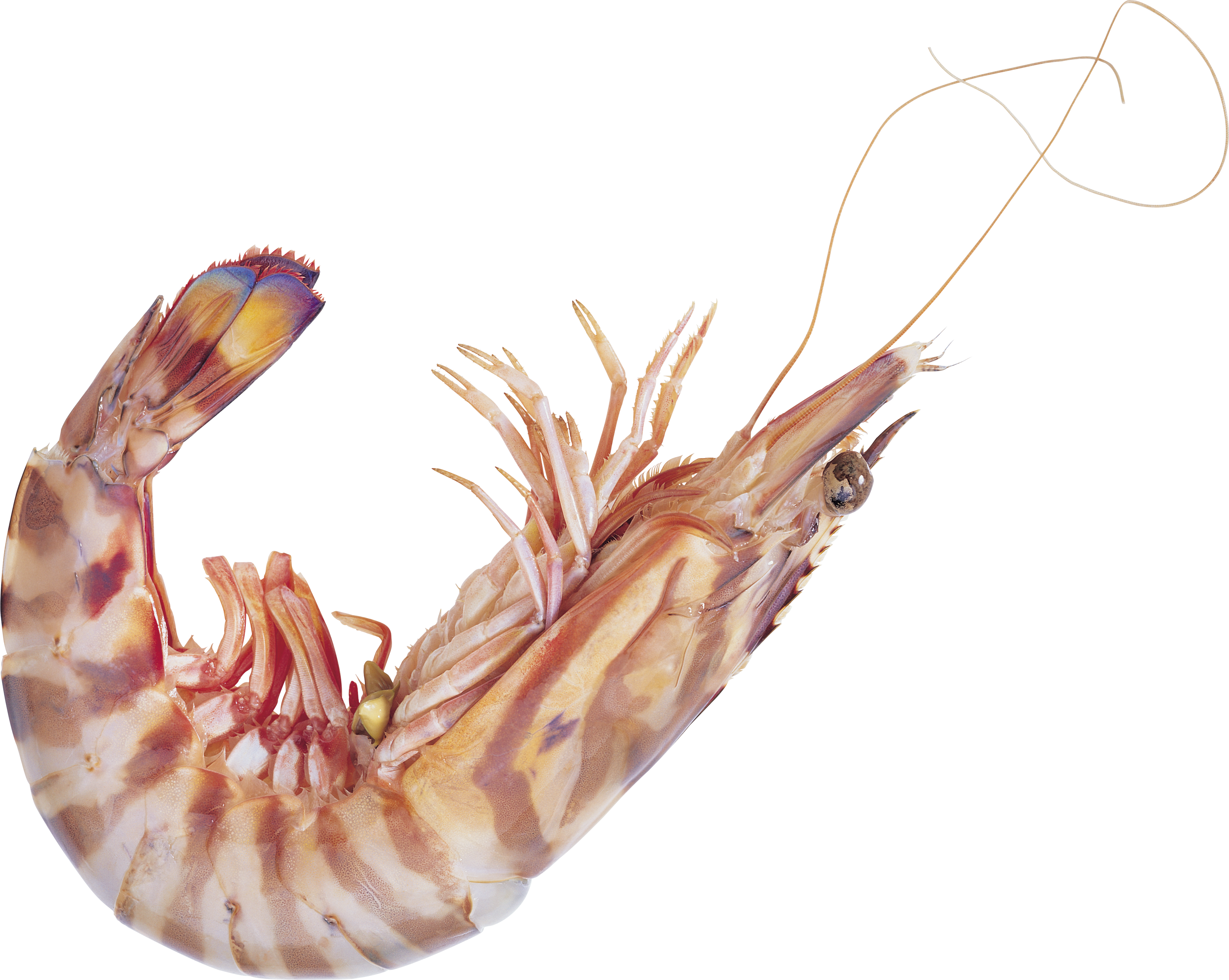 Single Cooked Shrimp Transparent Background