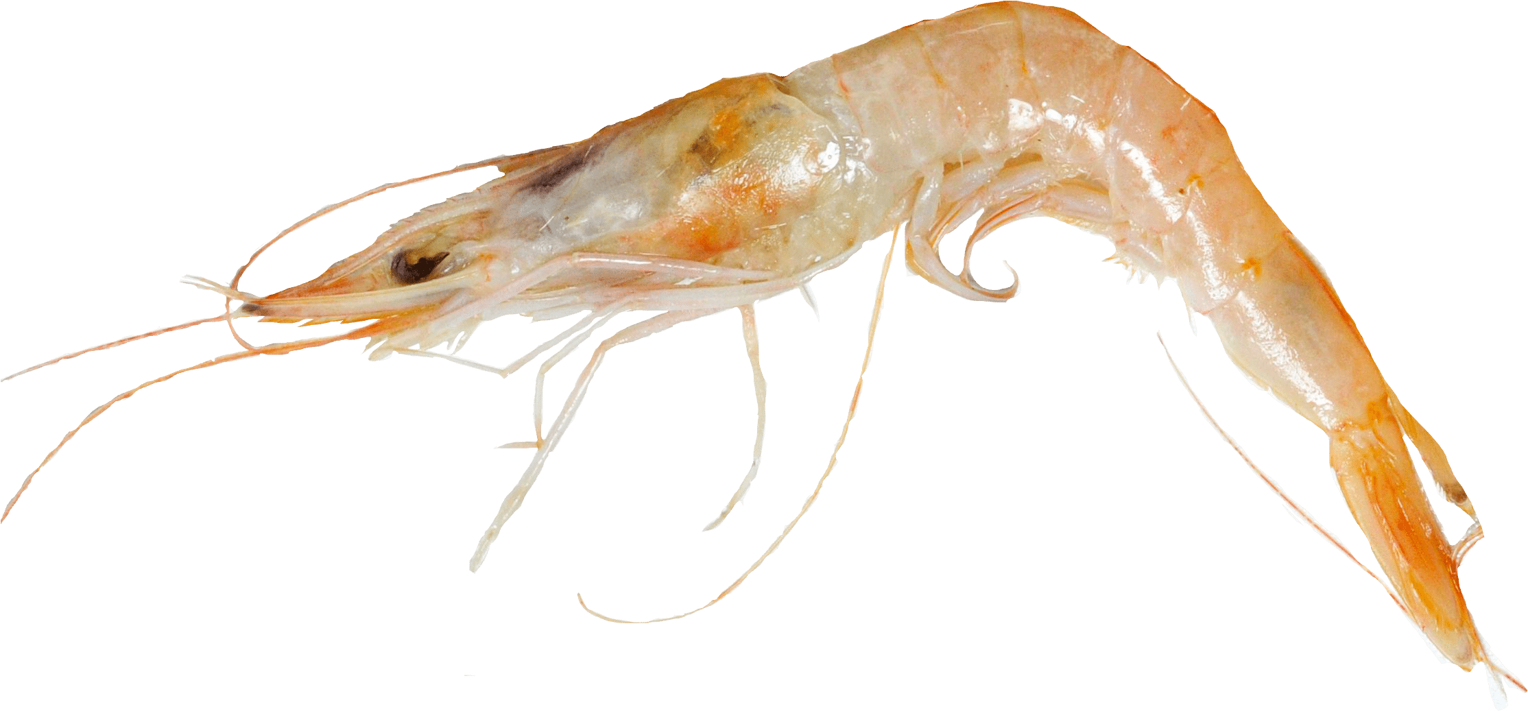 Deep Water Rose Shrimp, HD Png Download PNG with transparent background