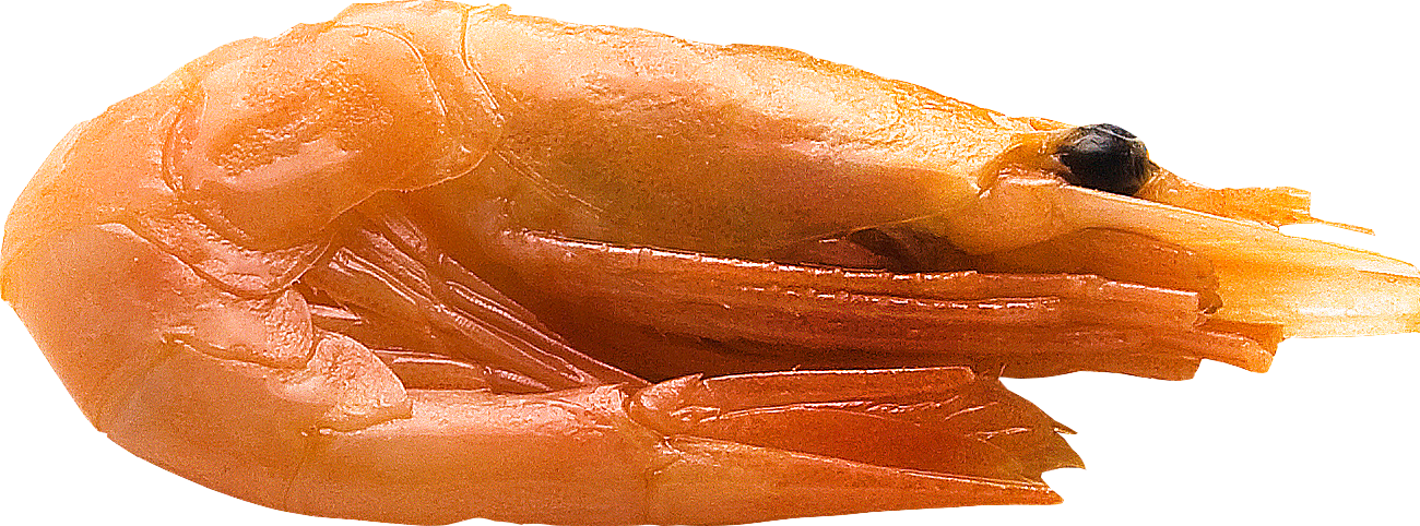 Shrimps Png - Caridean Shrimp, Transparent Png PNG with transparent background