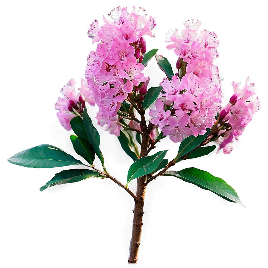 Single Crepe Myrtle Flower Png 15