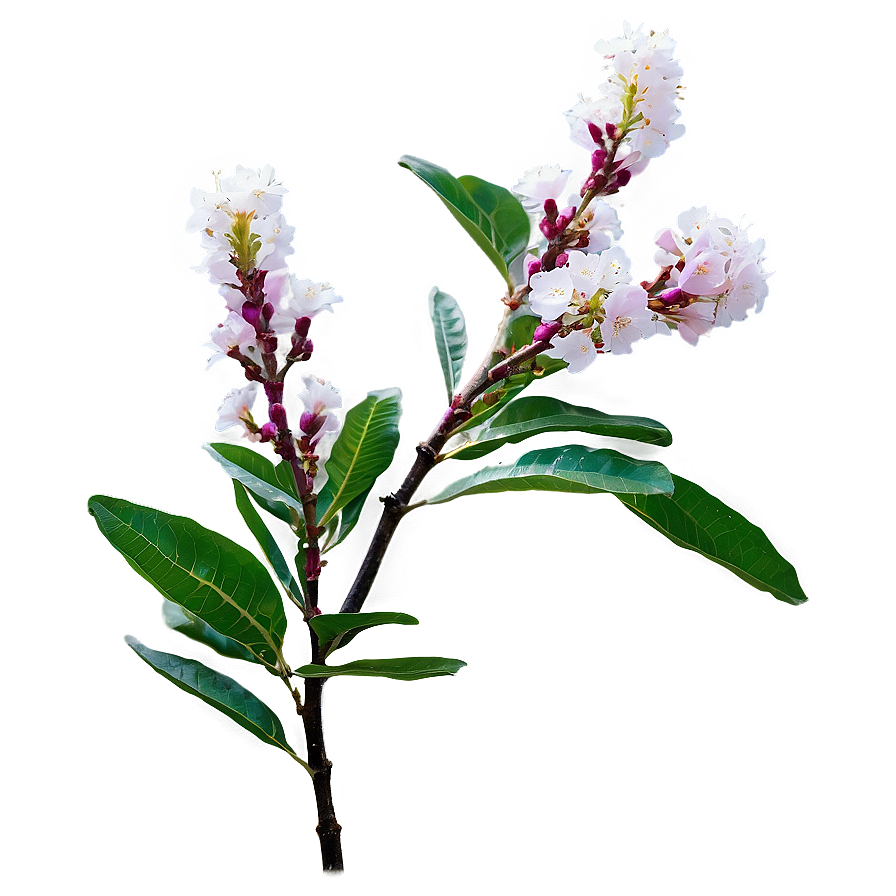 Single Crepe Myrtle Flower Png 71