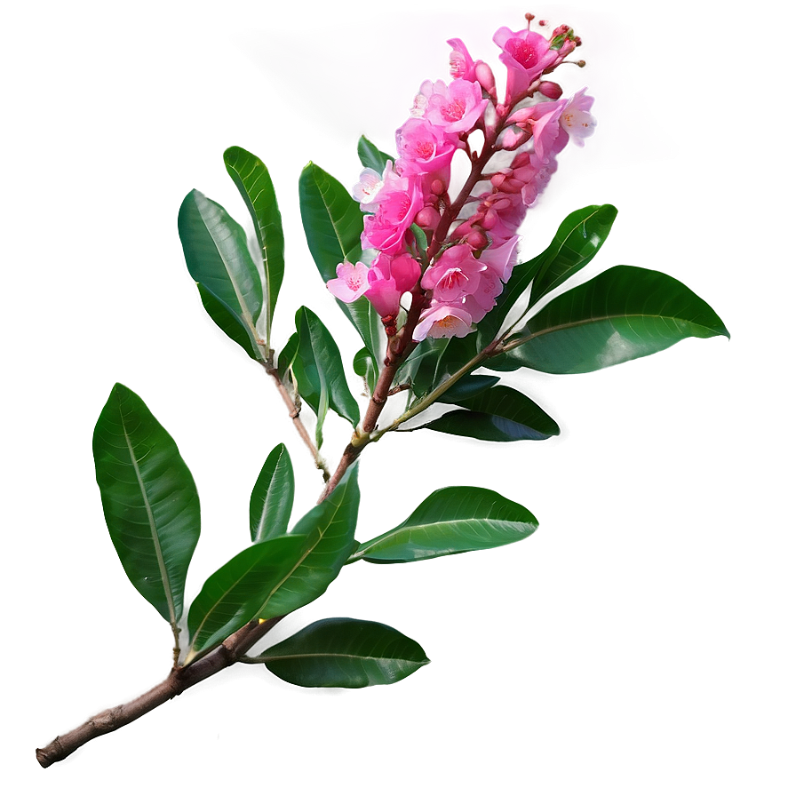 Single Crepe Myrtle Flower Png Yww19