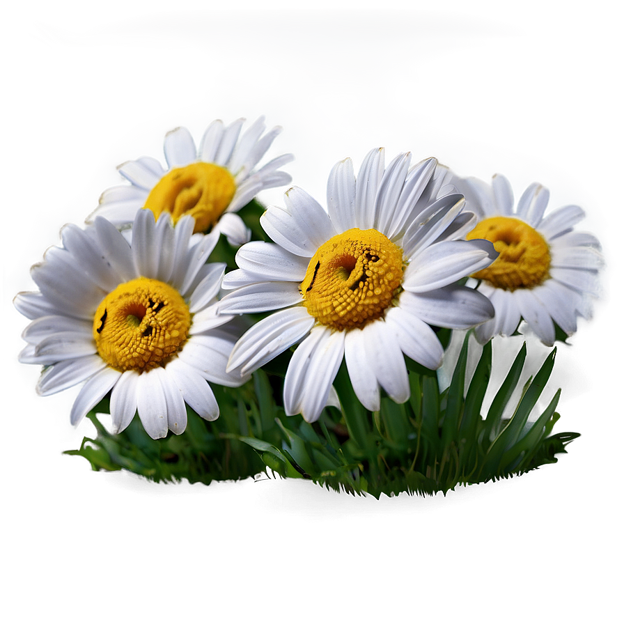 Single Daisy Png Utb49